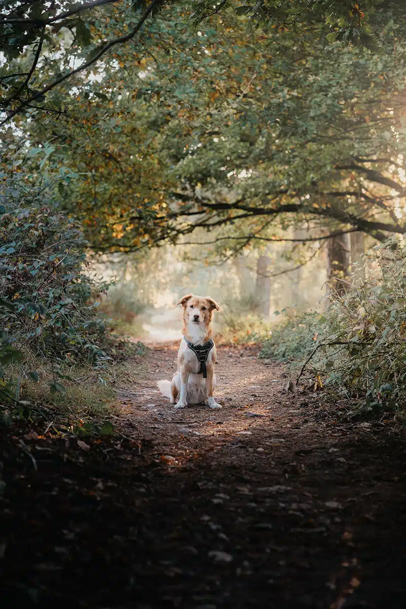 Hundefotografie in der Wahner Heide: ein Hund schaut in die Kamera und wird fotografiert.