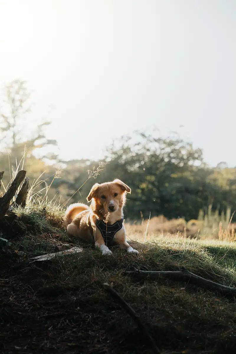 Hundefotografie in der Wahner Heide: ein Hund schaut in die Kamera und wird fotografiert.