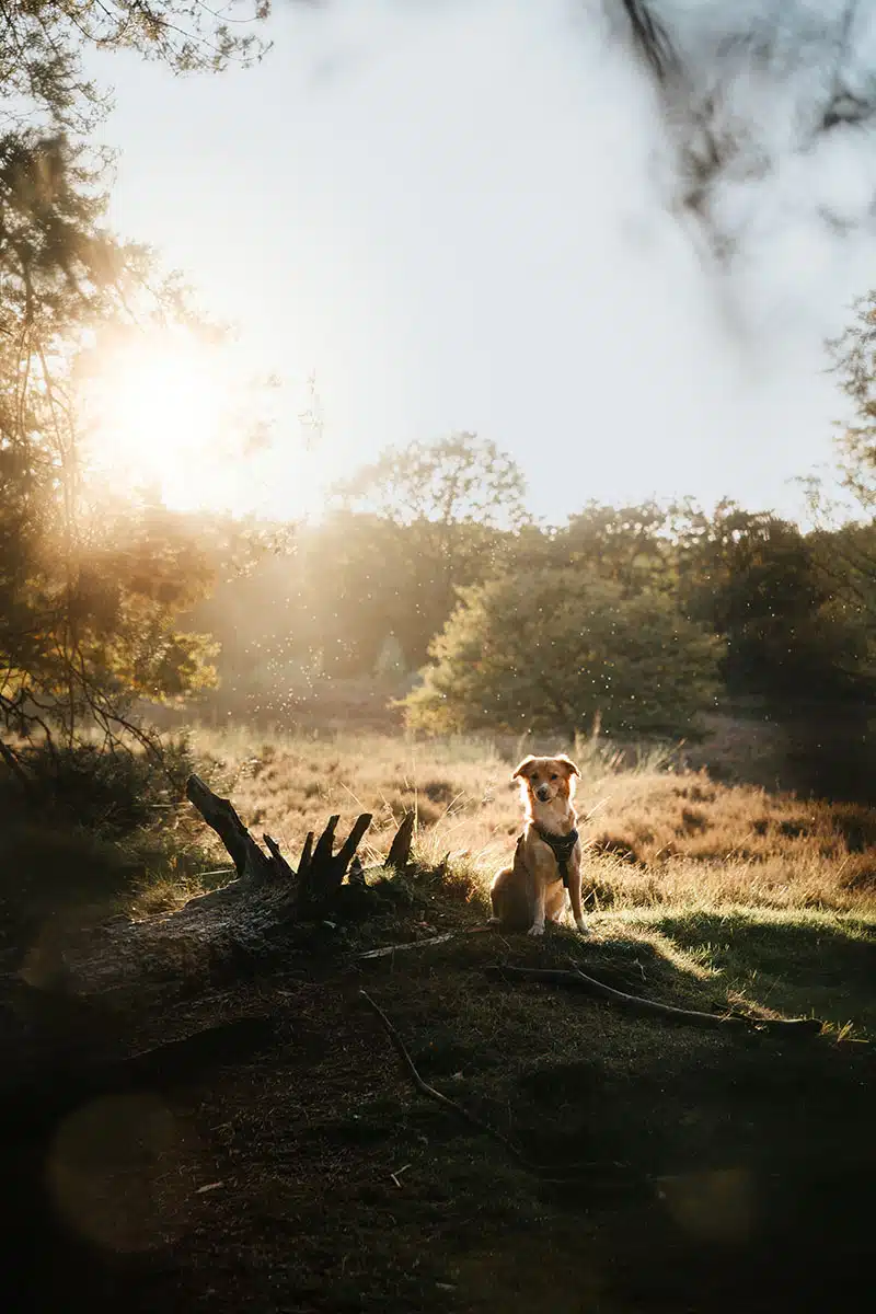 Hundefotografie in der Wahner Heide: ein Hund schaut in die Kamera und wird fotografiert.