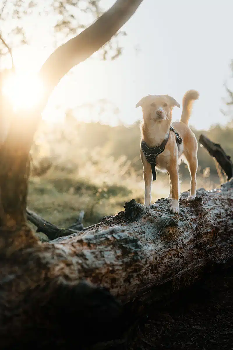 Hundefotografie in der Wahner Heide: ein Hund steht auf einem umgefallenen Baumstamm in der Wahner Heide und wird fotografiert.