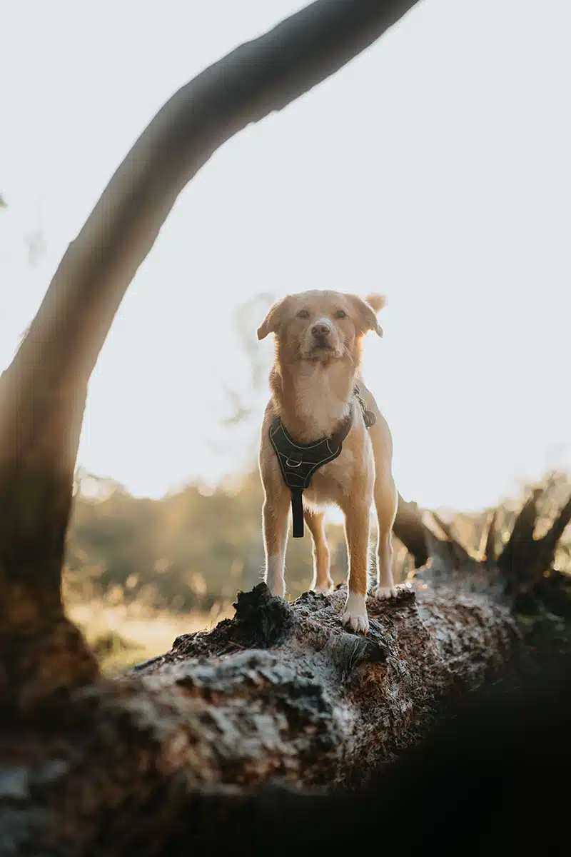 Hundefotografie in der Wahner Heide: ein Hund steht auf einem umgefallenen Baumstamm in der Wahner Heide und wird fotografiert.