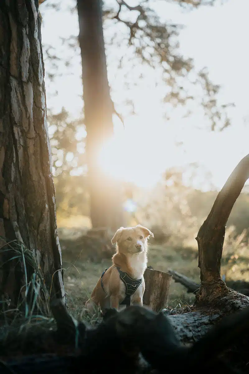 Hundefotografie in der Wahner Heide: ein Hund steht auf einem umgefallenen Baumstamm in der Wahner Heide und wird fotografiert.