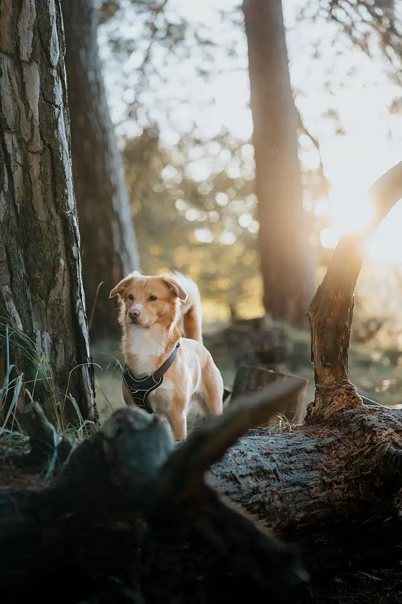 Hundefotografie in der Wahner Heide: ein Hund steht auf einem umgefallenen Baumstamm in der Wahner Heide und wird fotografiert.