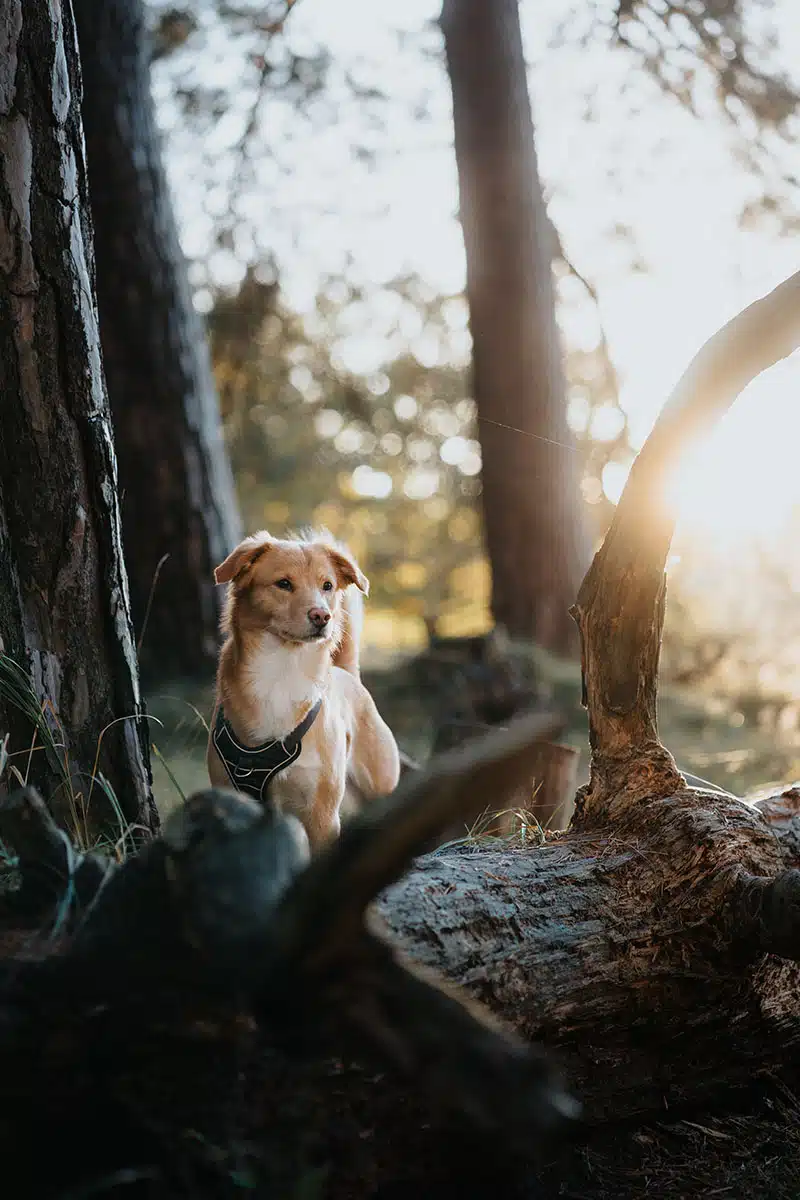 Hundefotografie in der Wahner Heide: ein Hund steht auf einem umgefallenen Baumstamm in der Wahner Heide und wird fotografiert.