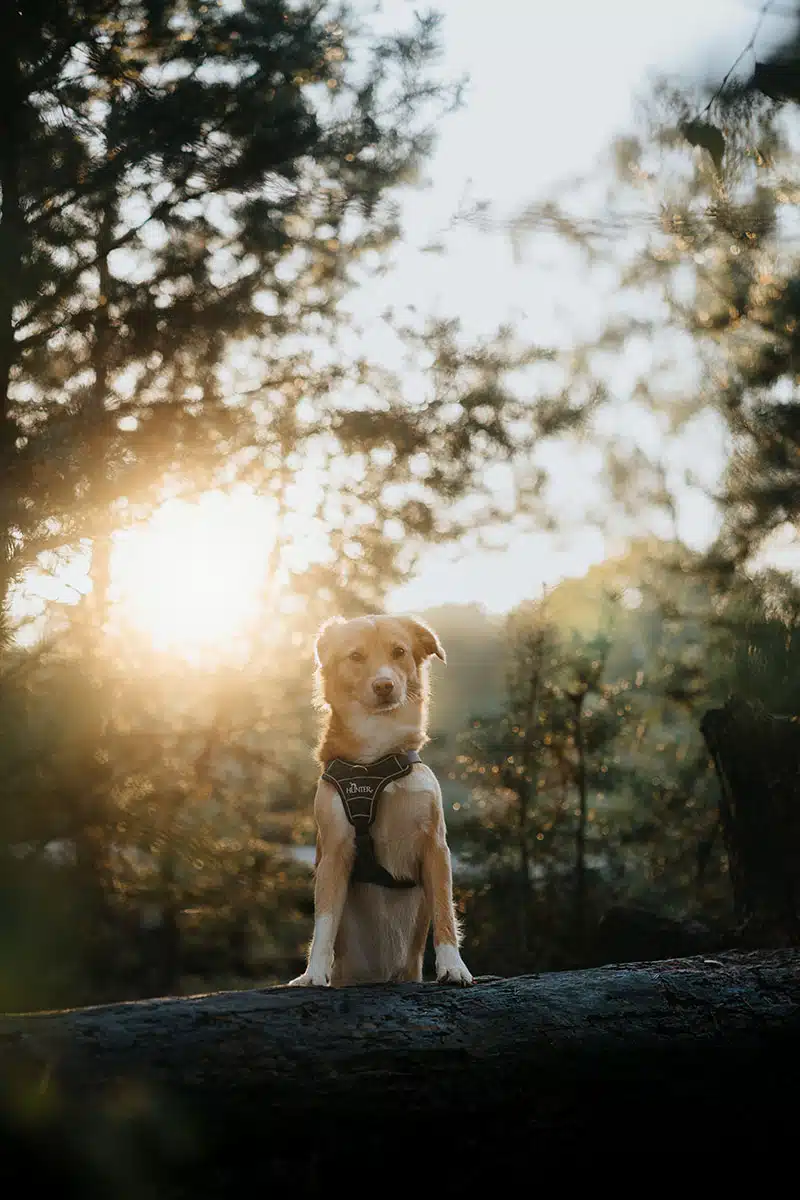 Hundefotografie in der Wahner Heide: ein Hund steht auf einem umgefallenen Baumstamm in der Wahner Heide und wird fotografiert.