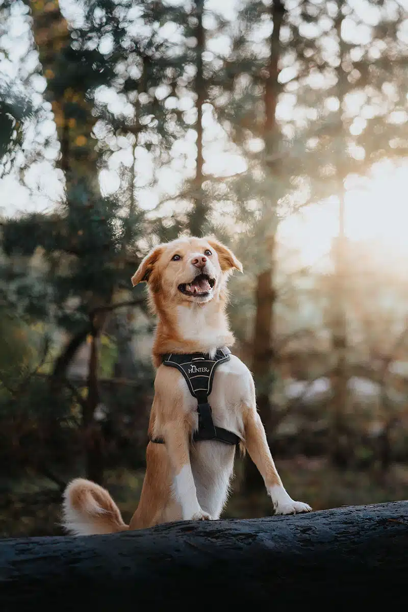 Hundefotografie in der Wahner Heide: ein Hund steht auf einem umgefallenen Baumstamm in der Wahner Heide und wird fotografiert.
