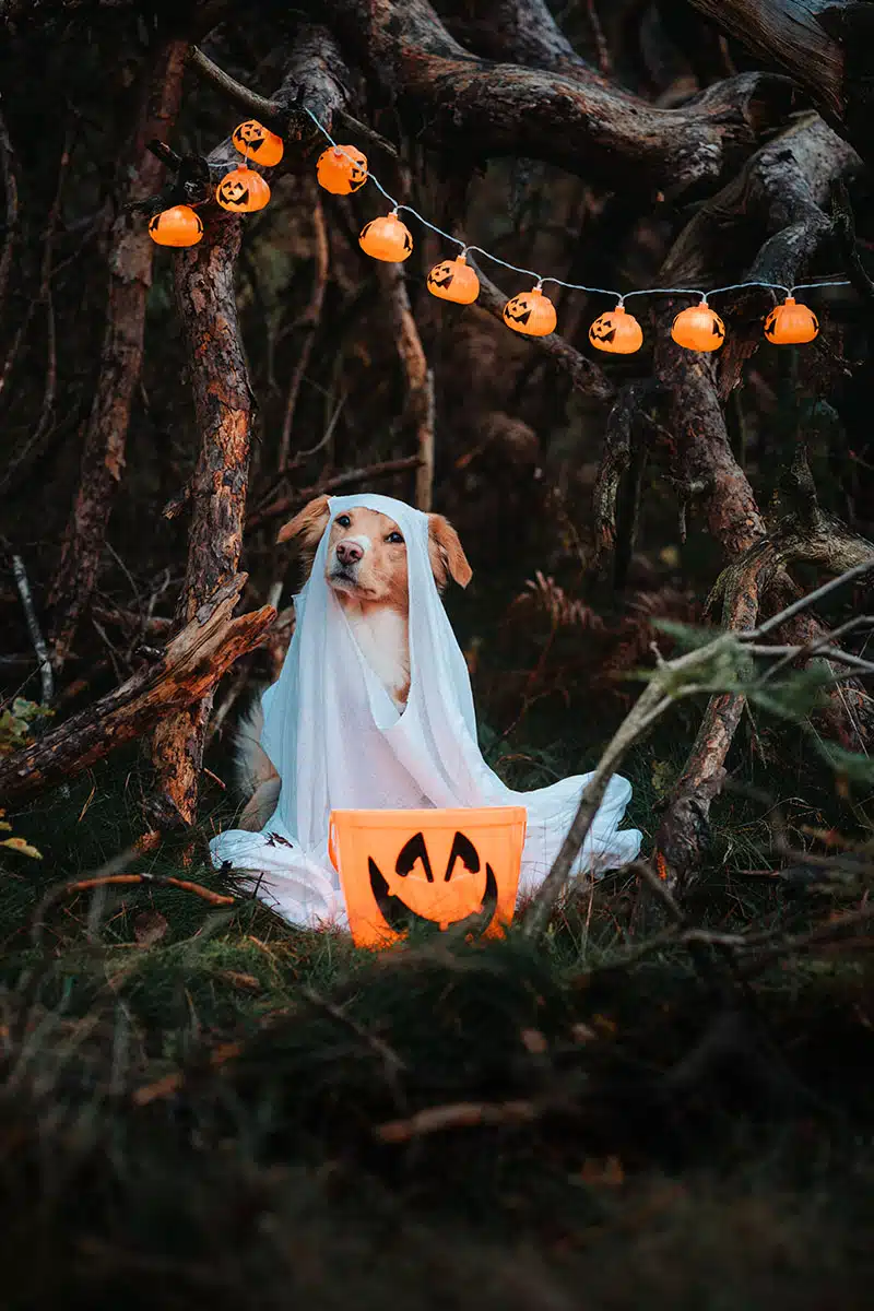 Halloween-Hundefoto: ein kleiner Hund sitzt mit einem weißen Laken über dem Kopf und kleinen leuchtenden Kürbissen in einer kleinen Höhle in der Wahner Heide.
