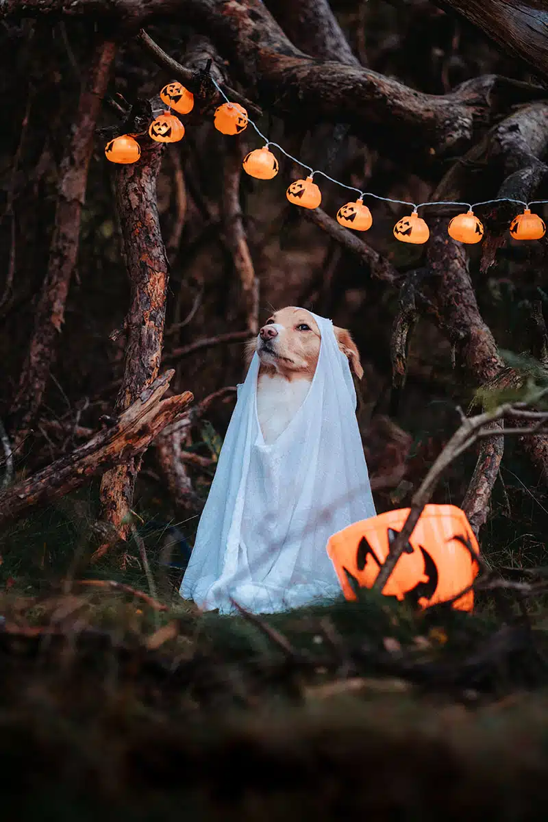 Halloween-Hundefoto: ein kleiner Hund sitzt mit einem weißen Laken über dem Kopf und kleinen leuchtenden Kürbissen in einer kleinen Höhle in der Wahner Heide.