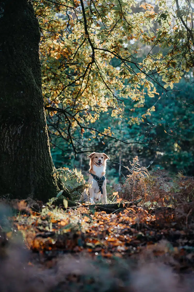 Hundefotografie in der Wahner Heide: ein Hund schaut in die Kamera und wird fotografiert.
