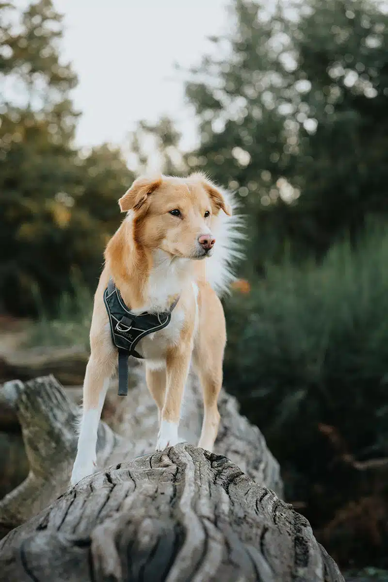 Hundefotografie in der Wahner Heide: ein Hund steht auf einem umgefallenen Baumstamm in der Wahner Heide und wird fotografiert.