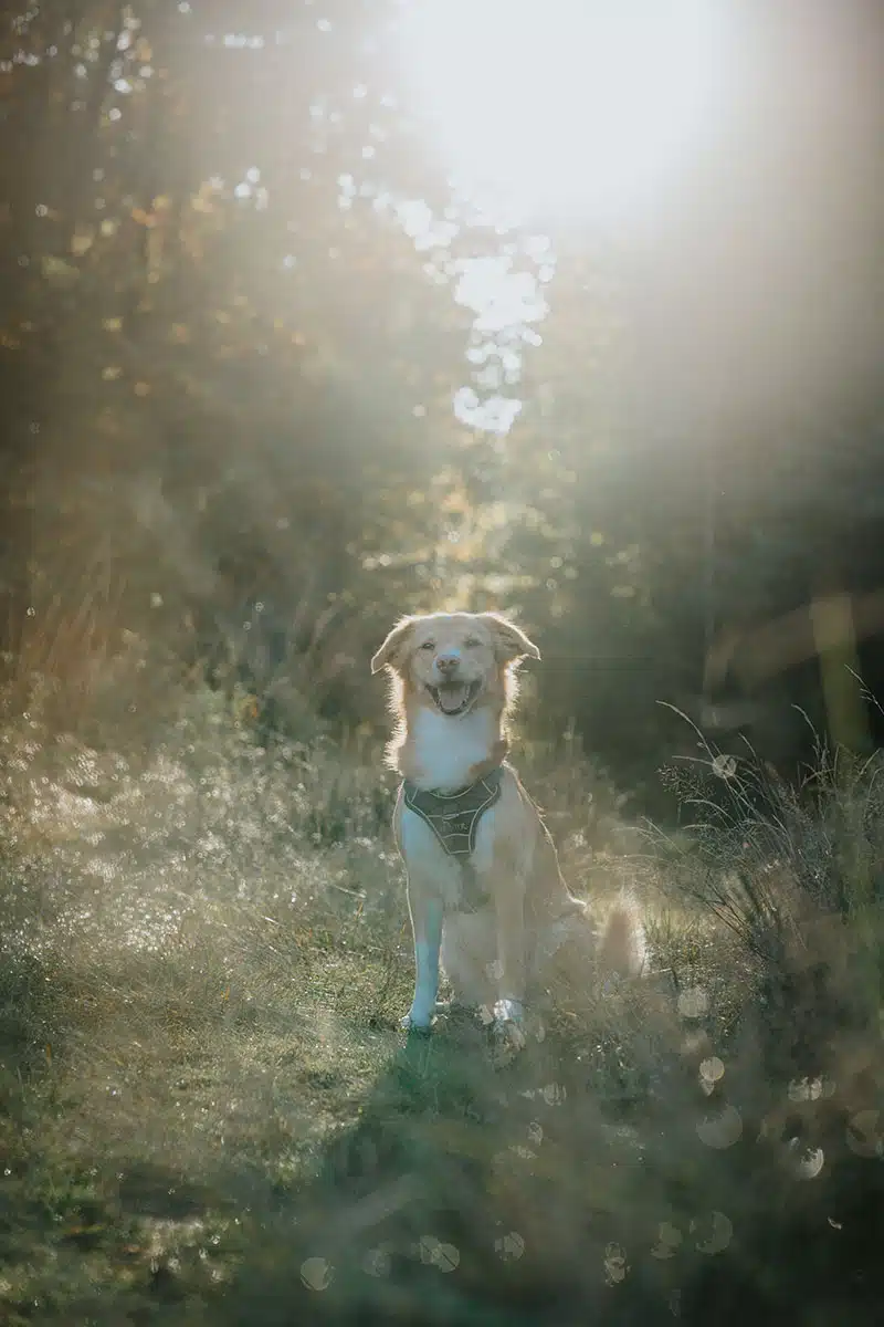 Hundefotografie in der Wahner Heide: ein Hund schaut in die Kamera und wird fotografiert.