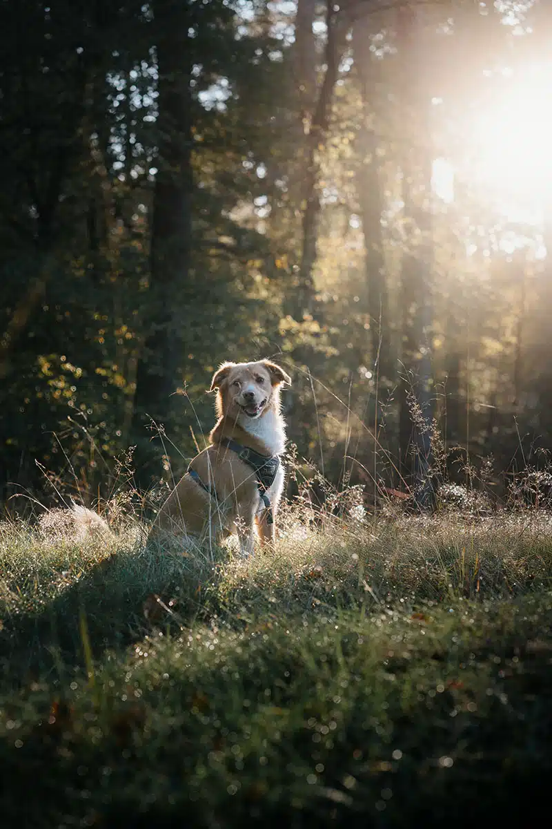 Hundefotografie in der Wahner Heide: ein Hund schaut in die Kamera und wird fotografiert.