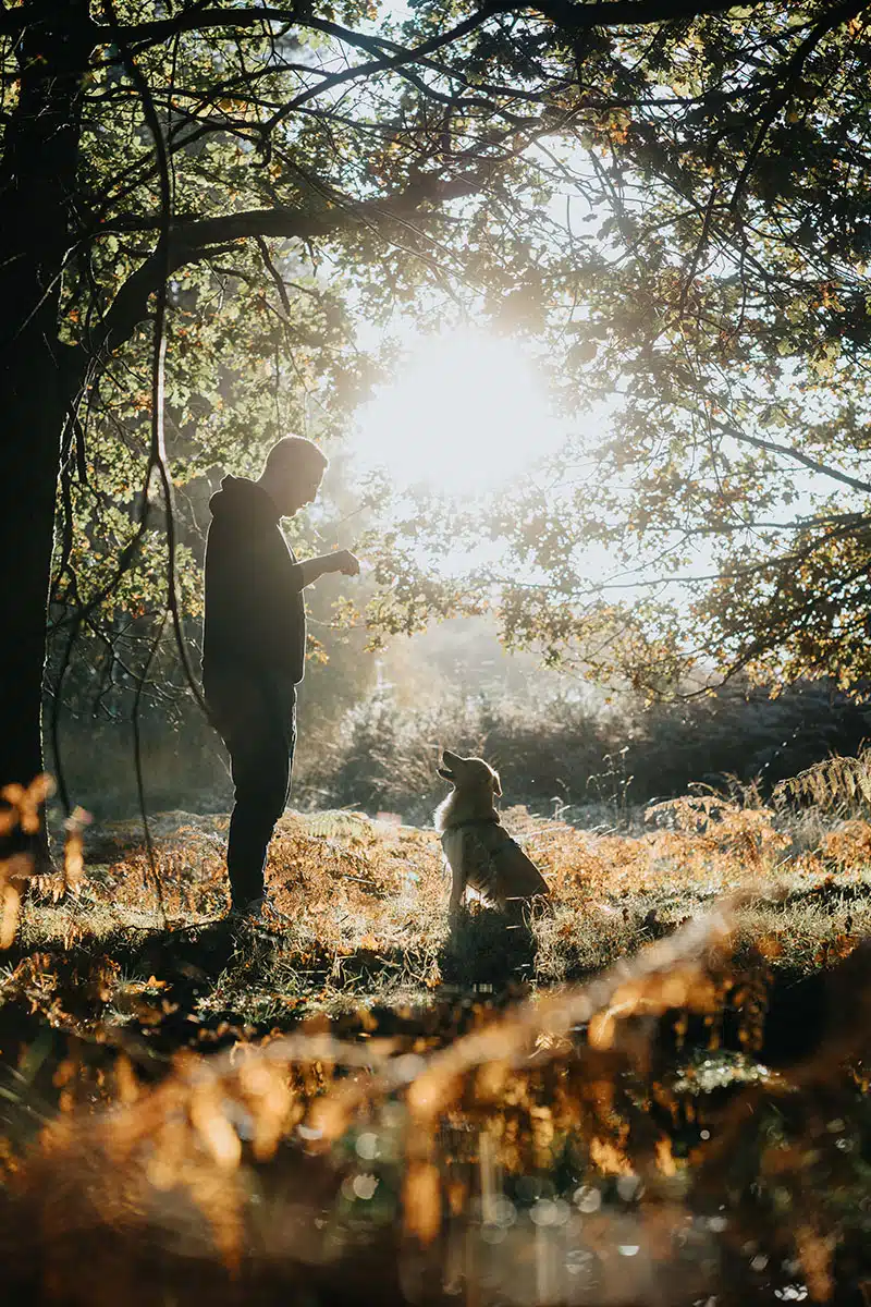 Hundefotografie in der Wahner Heide: ein Hund sitzt vor seinem Herrchen und schaut ihn an.