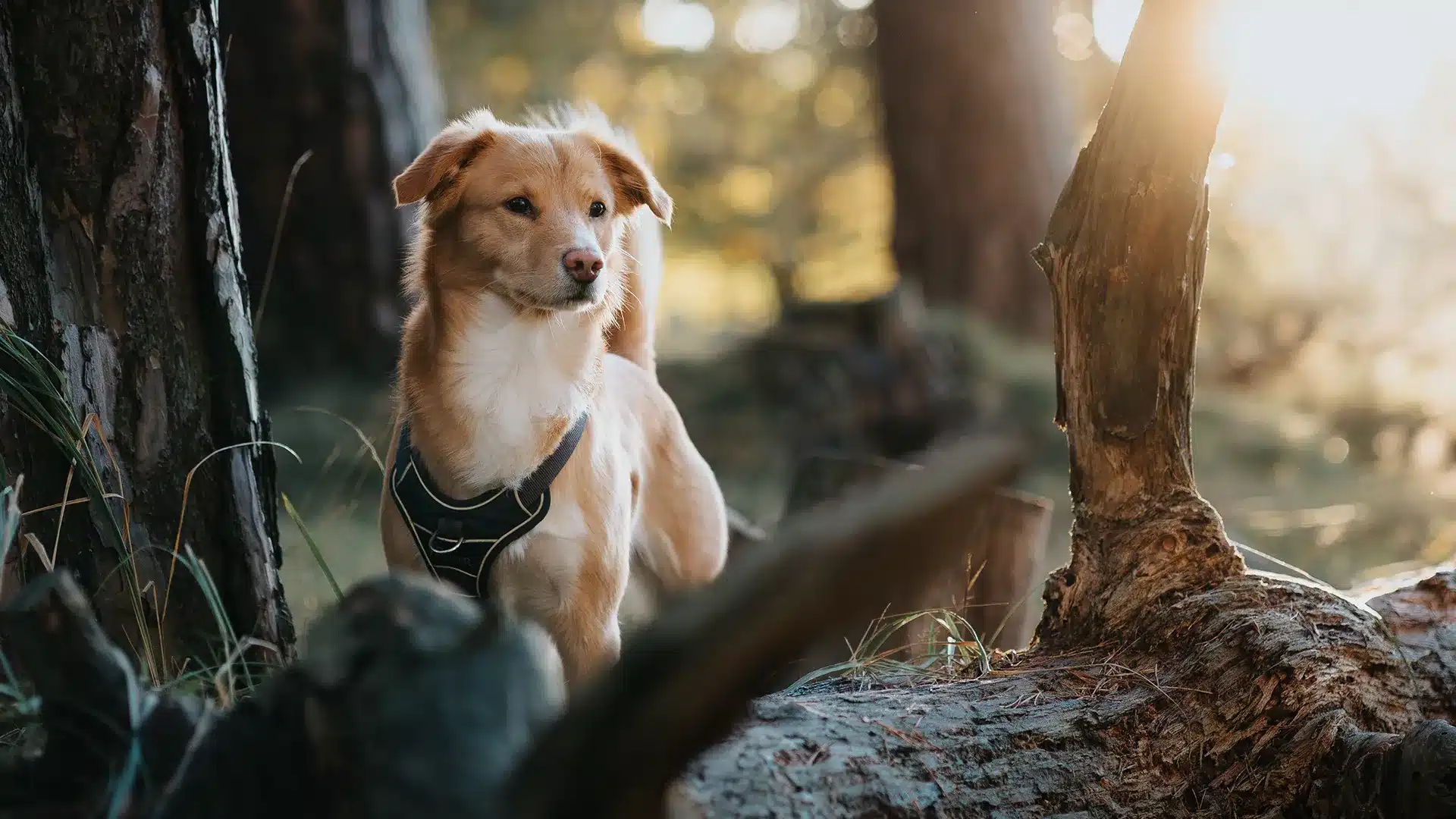 Hundefotografie in der Wahner Heide: ein Hund steht auf einem umgefallenen Baumstamm in der Wahner Heide und wird fotografiert.
