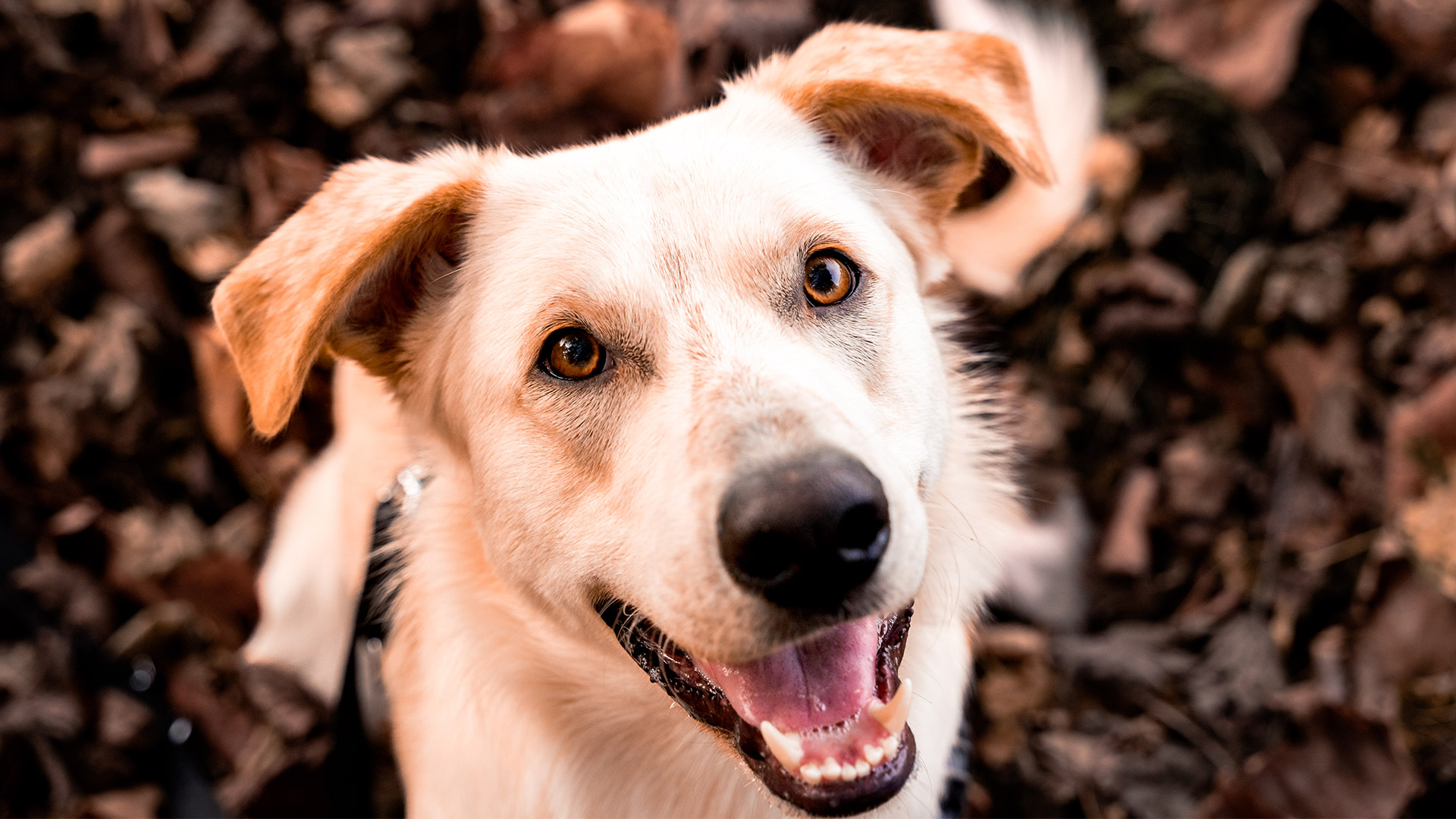 Ein weißer Hund schaut in die Kamera.