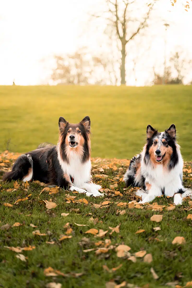 Zwei Collies liegen auf einer Wiese.