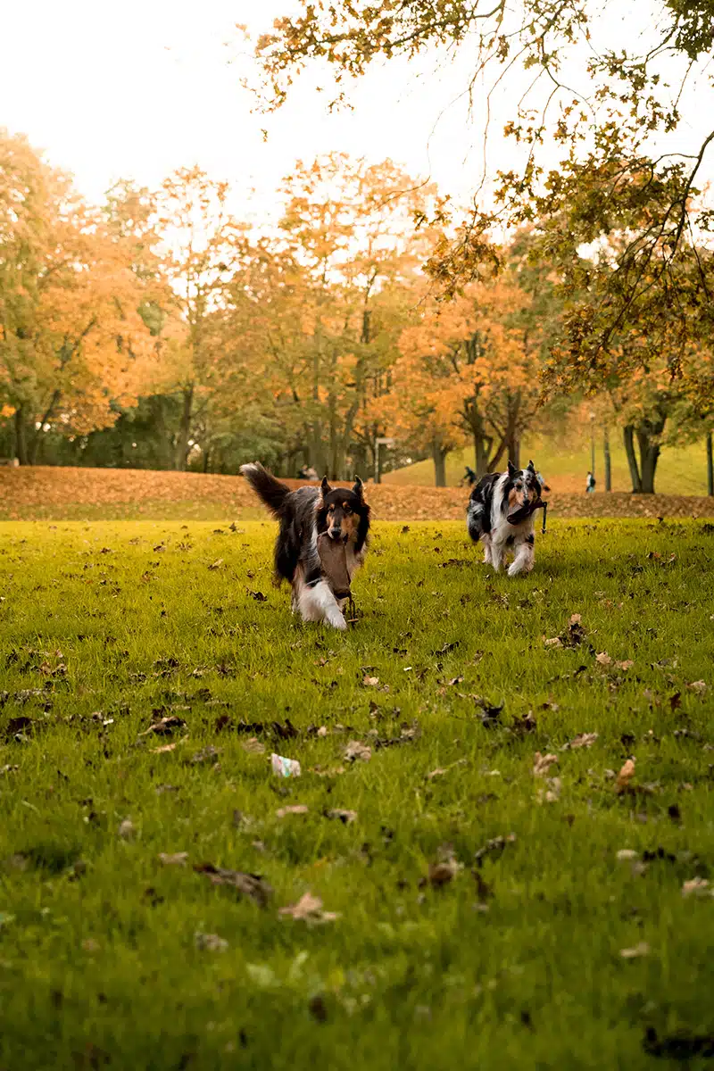 Zwei Collies rennen über eine Wiese.