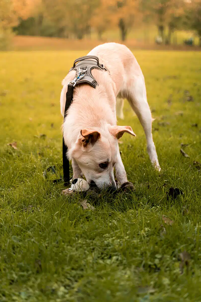 Ein Hund mit Spielzeug auf einer Wiese.