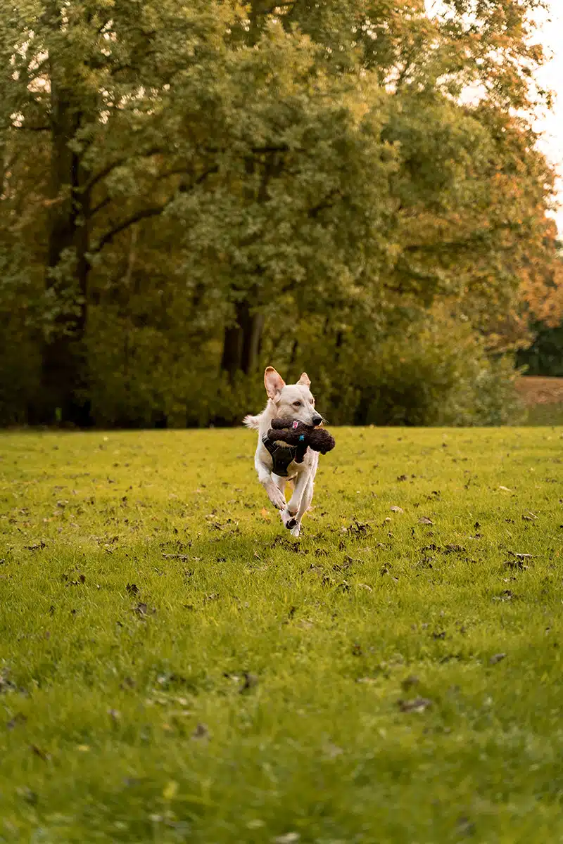 Ein Hund mit Spielzeug auf einer Wiese.