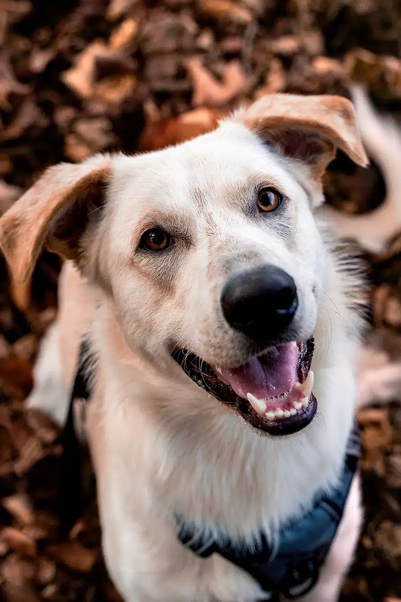 Ein Hund schaut in Nahaufnahme in die Kamera.