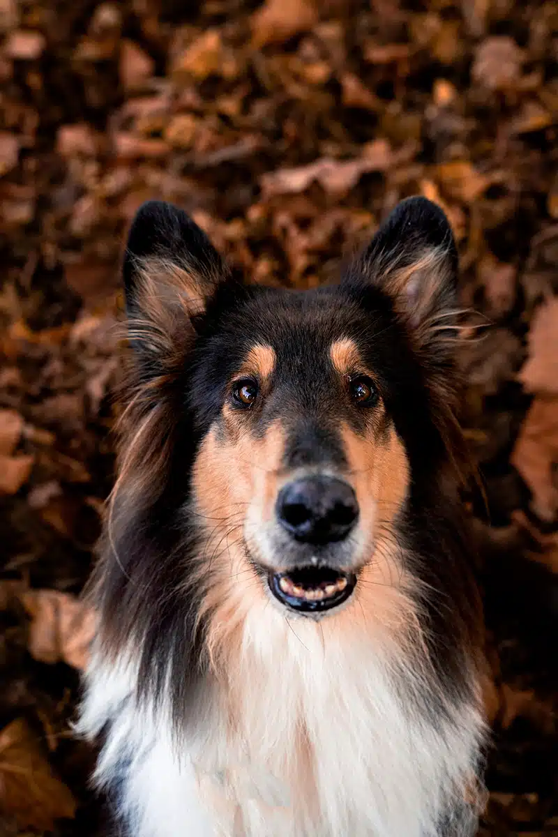 Ein Hund schaut in Nahaufnahme in die Kamera.