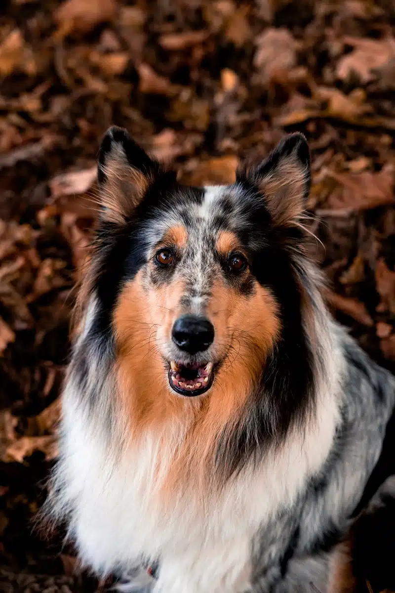 Ein Hund schaut in Nahaufnahme in die Kamera.