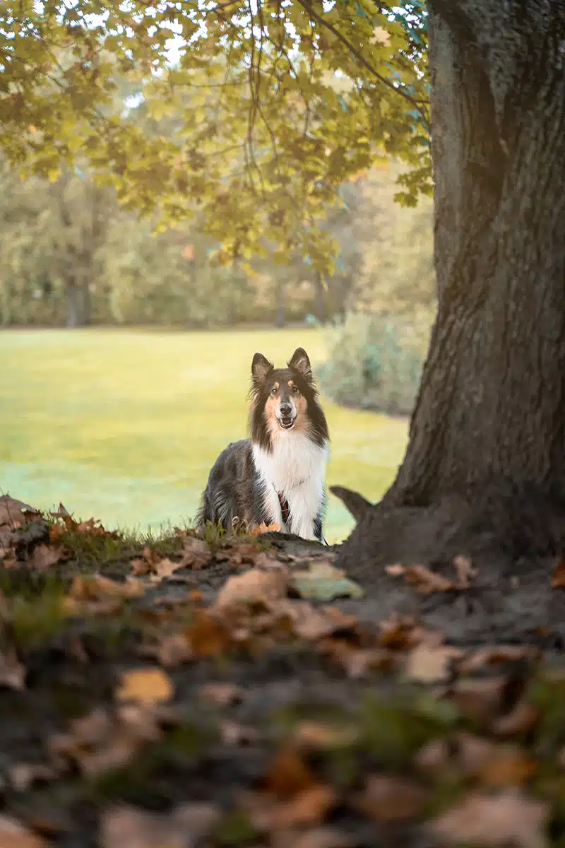 Ein Hund steht neben einem Baum und schaut in die Kamera.