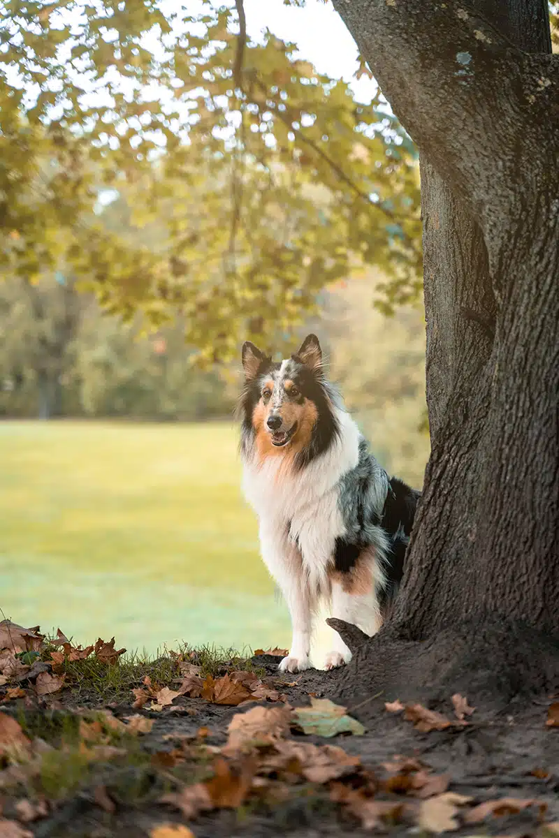 Ein Hund steht neben einem Baum und schaut in die Kamera.