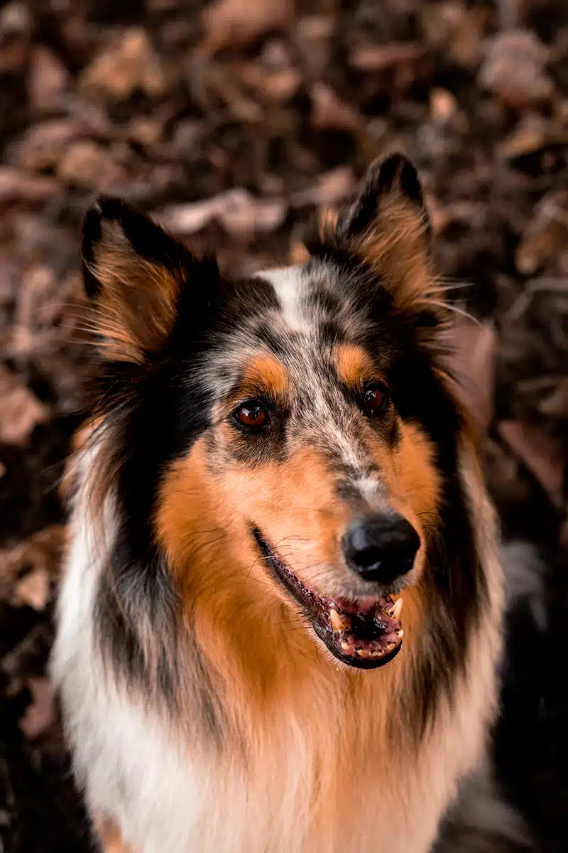 Ein Hund schaut in Nahaufnahme in die Kamera.